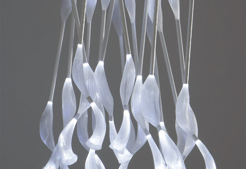 jelly-fish-2