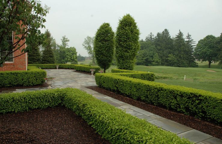 Boxwood – Green Mountain