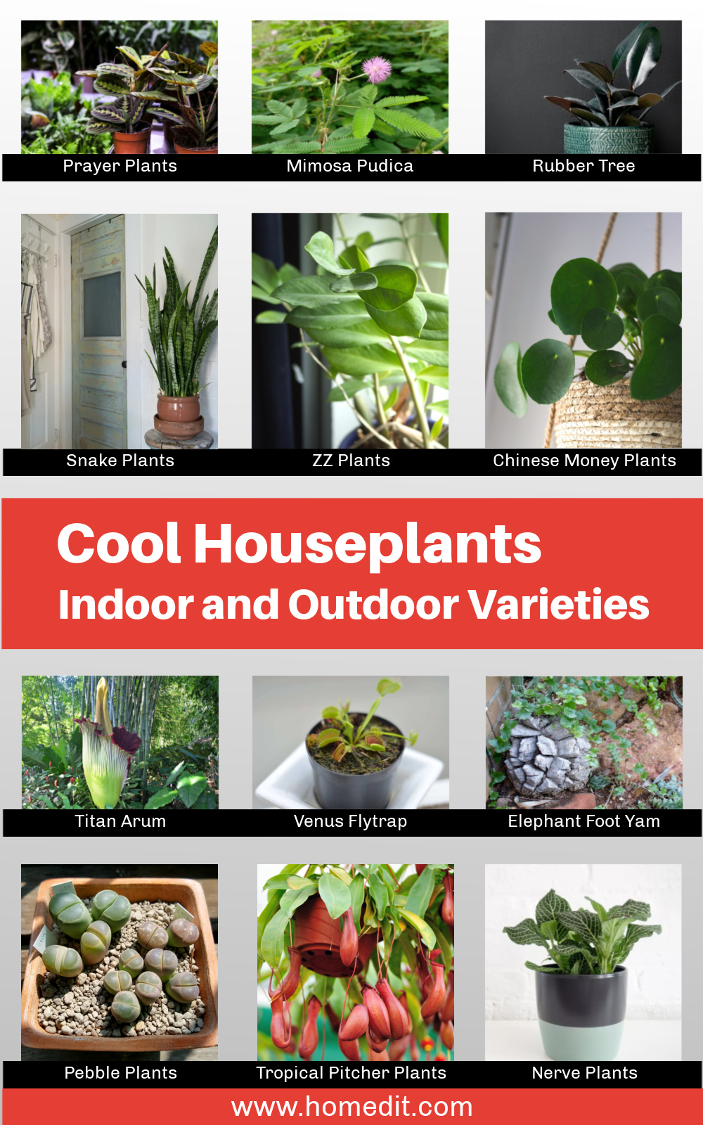​​Cool Plants to Create Your Own Unique House Paradise