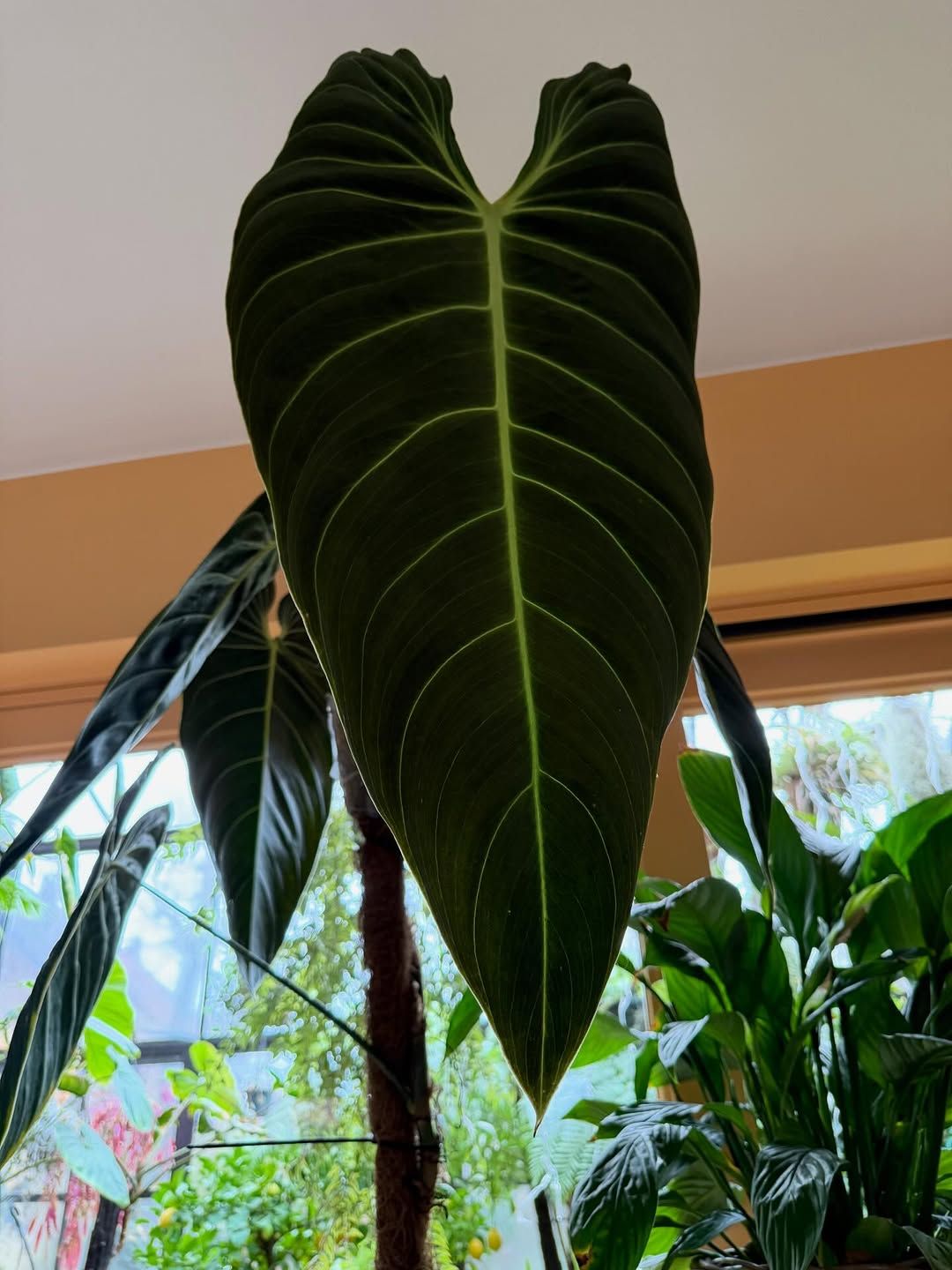 Philodendron ‘Xanadu’ as a Low Visual Mass